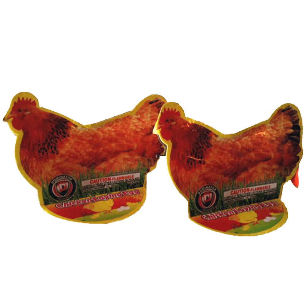 CHICKEN LAYING EGG